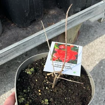 A Punica granatum fiatal hajtásokkal rendelkezik márciusban, telephelyünkön.