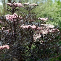 A Sambucus nigra Black Lace bordó lombozata és virágai.