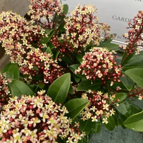 A Skimmia japonica virágai bódítóan illatosak.