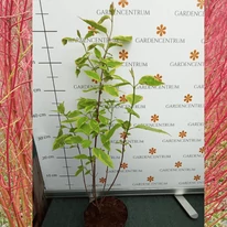 Cornus alba Spaethii K2 - Tarka levelű fehér som