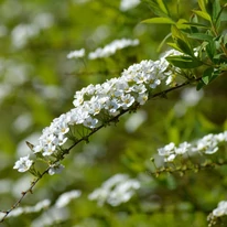 Spiraea cinerea Grefsheim gyöngyvessző virágzata közelről.