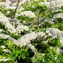 Spiraea cinerea Grefsheim díszcserje tavaszi virágpompában.