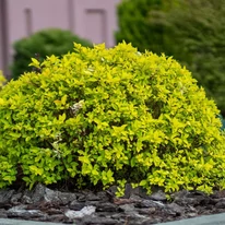 Kompakt, gömbölyded alak jellemzi a Spiraea japonica Goldflame gyöngyvessző cserjét.
