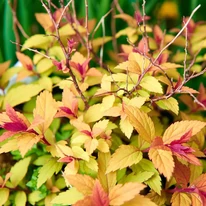 A Goldflame japán gyöngyvessző fiatal hajtásai pirosas árnyalatúak.