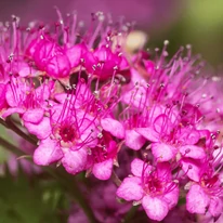 A Spiraea japonica Crispa virágzáskor.