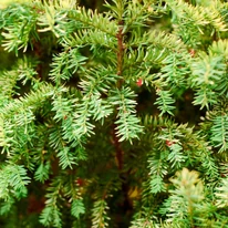 A közönséges tiszafa örökzöld, puha tűleveleivel minden kertben díszíteni tud.