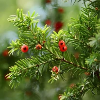 A női Taxus baccata egyedek piros magköpenyű terméseikkel is díszíteni tudnak.