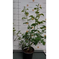 Rosa canina K2 - Vadrózsa