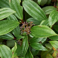 A Viburnum davidii levelei erősek, és mélyen erezettek.