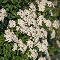 Teljes virágzásban a Viburnum Tinus, téli bangita.