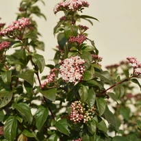 Viburnum Tinus K4 - Téli bangita