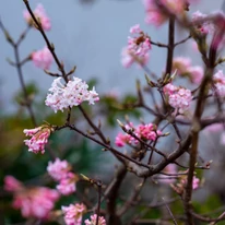 Viburnum bodnantense Charles Lamont díszcserje korai virágzása és ágrendszere.