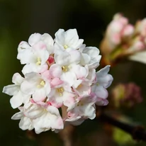 Viburnum bodnantense Charles Lamont bangita csodás virágzata közelről.