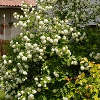 Viburnum opulus Roseum cserje kifejlett mérete és virágzása.