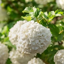 Gömbölyded virágzatot formálnak a Viburnum opulus Roseum virágai.