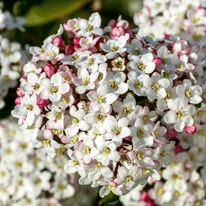 A tavaszi illatos viburnum csodásan tömött gömb formájú virágzata.