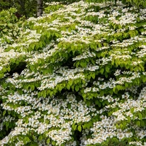 Teljes virágzásban lévő Viburnum plicatum Mariesii.