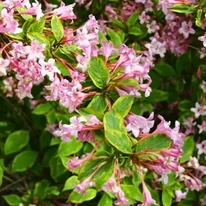 Weigela florida Sunny Princess K2 - Törpe tarka levelű rózsalonc