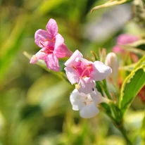 Weigela florida Sunny Princess K2 - Törpe tarka levelű rózsalonc