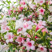 A Weigela florida Variegata teljes virágzásban.