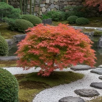 Beni-Maiko japán juhar egy japán stílusú kertben. 