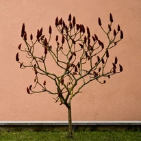 A bugás esetfa bugái lombhullás után is a fán maradnak, díszítik a téli kertet.