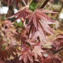 Friss, bordó Atropurpureum japán juhar levelek áprilisban.