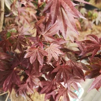 Acer palmatum Atropurpureum - Bordó levelű japán juhar