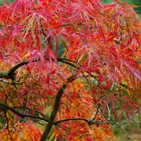 Crimson Queen japán juhar őszi élénk lombszíne. 