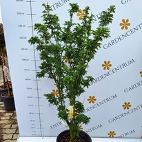 Acer palmatum Shishigashira májusi állapota kertészetünkben.