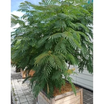 Albizia julibrissin K2 - Selyemakác