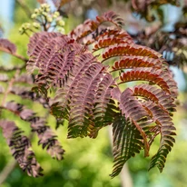 Albizia julibrissin Summer chocolate, csoki selyemakác csokoládészínű lomblevele.