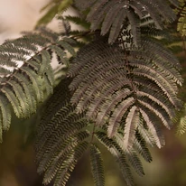 Albizia julibrissin Summer Chocolate - Csoki selyemakác