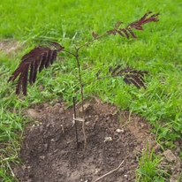 Albizia julibrissin Summer Chocolate - Csoki selyemakác