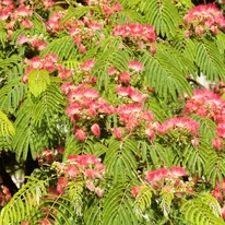 Albizia julibrissin, selyamakác teljes virágzásban