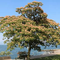 Albizia julibrissin K2 - Selyemakác