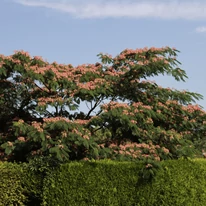 Selyemakác, Albizia julibrissin  koronaforma látképe