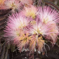 Albizia julibrissin Summer chocolate virágszíne.