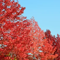 Liquidambar styraciflua Lane Roberts K7,5 - Amerikai ámbrafa
