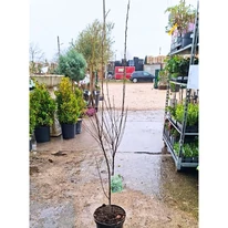 Amelanchier canadensis Rainbow Pillar oszlopos kanadai fanyarka márciusi kinézete telephelyünkön.