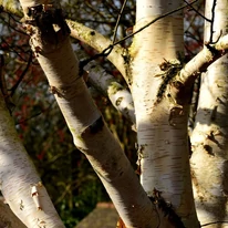 Egész évben díszít a Betula utilis Doorenbos jellegzetes, fehér kérge.