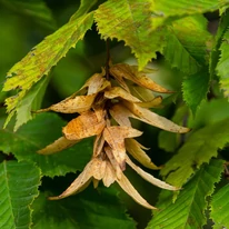 Carpinus betulus termései.