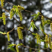 Carpinus betulus barkavirágzatok.