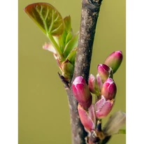 Júdásfa virágbimbói.