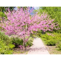 Káprázatos látványt nyújt a virágokkal borított Cercis canadensis fa.