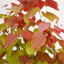 A Cercis szív alakú leveleinek kinézete.