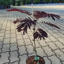 Albizia julibrissin Summer Chocolate - Csoki selyemakác
