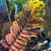 Albizia julibrissin Summer Chocolate - Csoki selyemakác