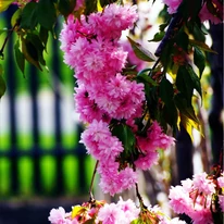 A Prunus serrulata Kiku-Shidare Sakura lehajló ágai tömöttek a rózsaszín virágoktól.