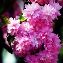 A Prunus serrulata Kiku-Shidare Sakura csüngő díszcseresznye telt virágai tavasszal nyílnak.